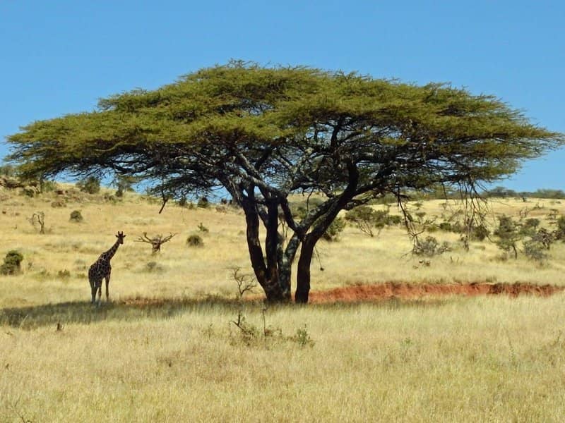 Kenya Safari Adventure – Join Me!
